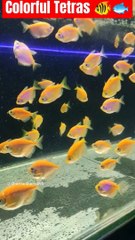 colourful  Yellow  Fishes #shorts