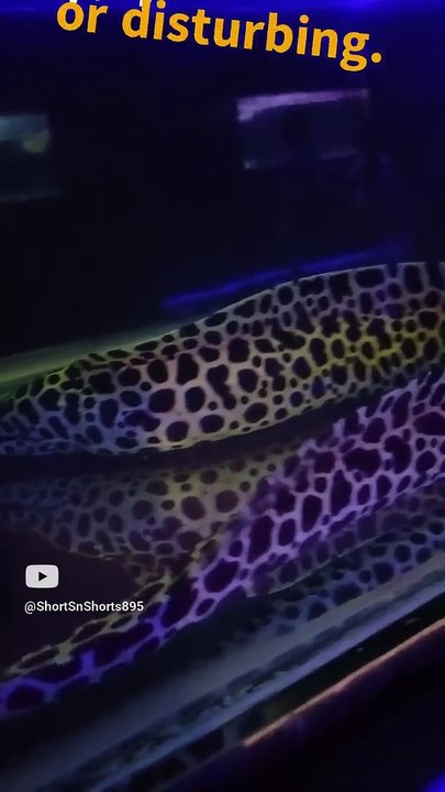 Scary Spotted EEL   #shorts