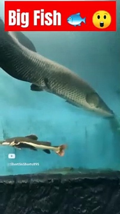 Big Fish  .  #shorts