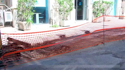 Dubbi su ForestaMe in centro, nuovi cantieri a Gazzi