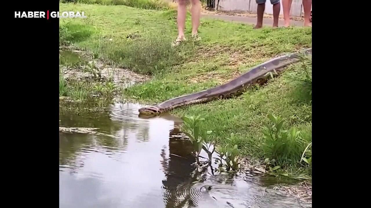 İnsanların arasında usul usul ilerleyen devasa anakondanın suya giriş anları görüntülendi