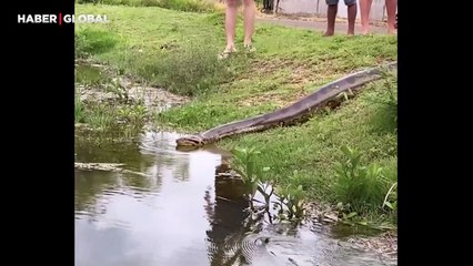 İnsanların arasında usul usul ilerleyen devasa anakondanın suya giriş anları görüntülendi