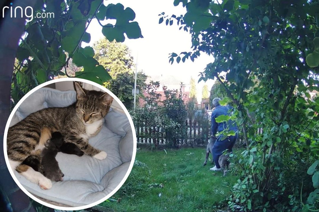 XL Bully-type dog kills cat