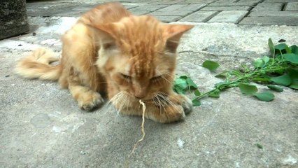 WEIRD CATS EAT TREE ROOTS