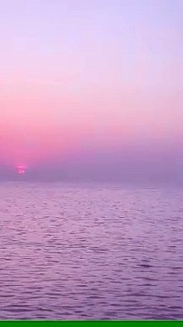 Aparece una manada de delfines en la costa de Badalona