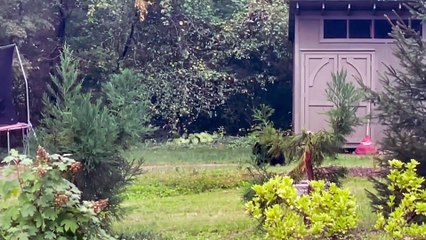 Four Black Bear Cubs Play On Trampoline