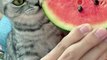 Cat Want To Eat Watermelon | Cat  Eating Moments | Cat Funny Moments | Cute Pets | Cute Animals #cats #catshorts #fun