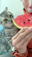 Скачать видео: Cat Want To Eat Watermelon | Cat  Eating Moments | Cat Funny Moments | Cute Pets | Cute Animals #cats #catshorts #fun