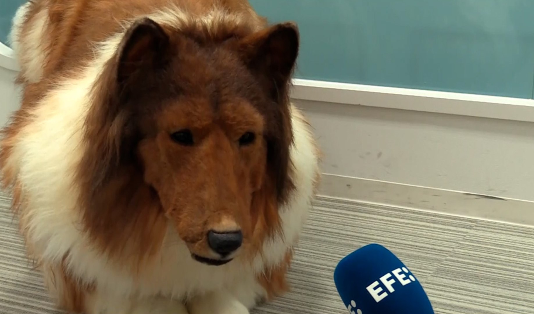 Conocido como Toco, este hombre japon�s ha gastado unos 12.000 euros para lograr su sue�o: convertirse en un collie con un traje canino hiperrealista con el que pasea por Tokio, ante la mirada at�nita de peatones y otros perros.