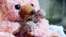 Baby Animal Friends and Their Plushie Companions