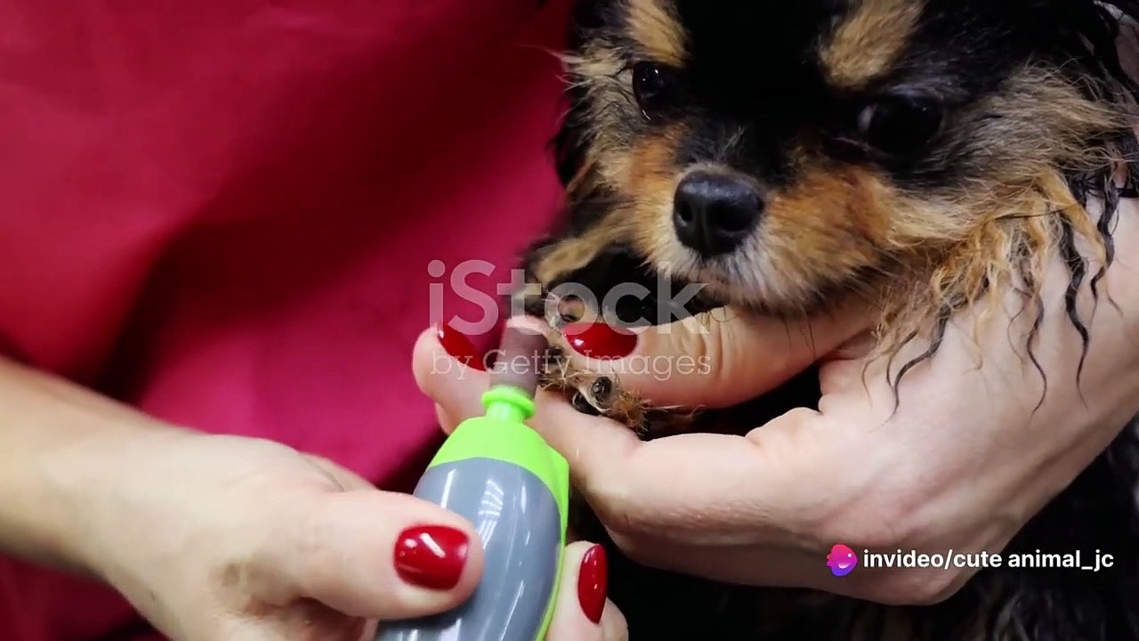 Baby Animal Makeovers_ Grooming and Styling Sessions