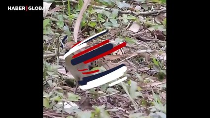 Çizgili guguk kuşunun dişisini etkilemek için yaptığı dans viral oldu