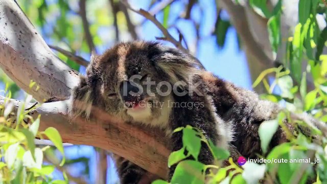 Adorable Baby Animal Compilation_ A Cuteness Overload!