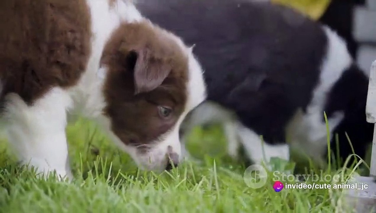 Newborn Puppies_ Their First 24 Hours of Life