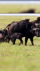 ways #animals have #sex