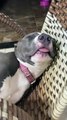 Precious Pitbull Sleeps Soundly on Chair