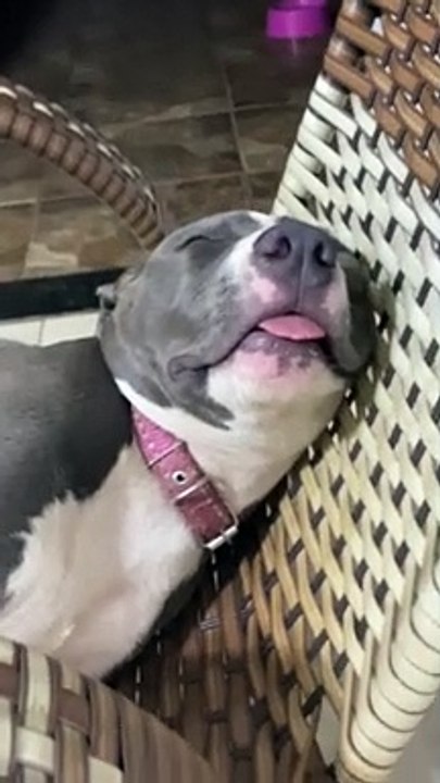 Precious Pitbull Sleeps Soundly on Chair