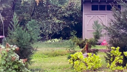 Four Black Bear Cubs Play On Trampoline