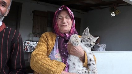 Yürek ısıtan görüntü! Vaşak bulan köylü: Doyurdum çocuk gibi, öptüm bile