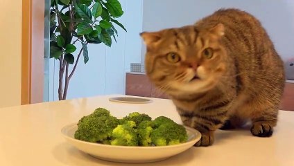 LuLu Went Crazy for Lamb! | Kittisaurus