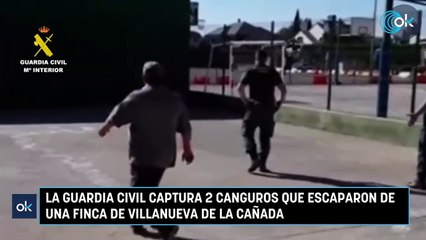 La Guardia Civil captura 2 canguros que escaparon de una finca de Villanueva de la Cañada