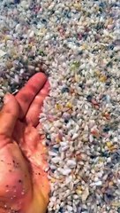 Coquina Clams Shimmy Back Into Place