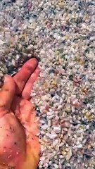 Coquina Clams Shimmy Back Into Place