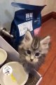 LOL_ Cats Are So Cute _ Funny Latest Funny Cats Shorts Compilations ------ -EPS702(360P)