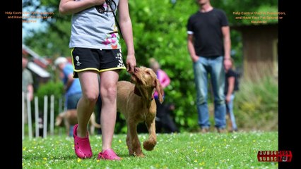 #10 Dog Training Tips