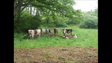 Vaches