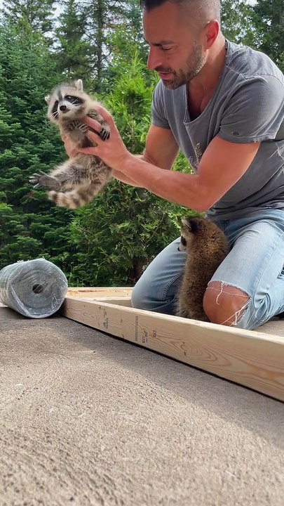 Baby Raccoons Lend a Helping Hand