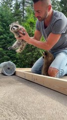 Baby Raccoons Lend a Helping Hand