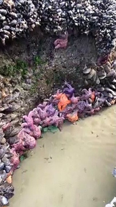 Creatures of the Intertidal Zone