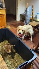Golden Retriever partage un jouet avec un veau zébu