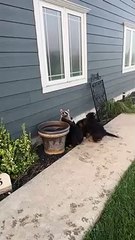 Un raton laveur joue avec des chiots