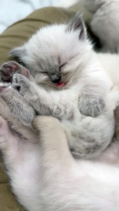 Le petit blep de langue d'un chaton endormi