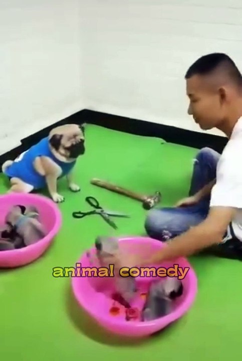 Paws and Play: Cat Comedy Compilation