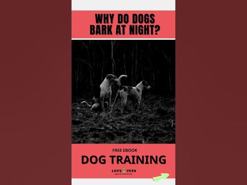 Why do dogs bark at night? Vidéo Dailymotion