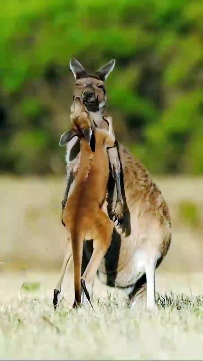 Une maman kangourou embrasse son bébé