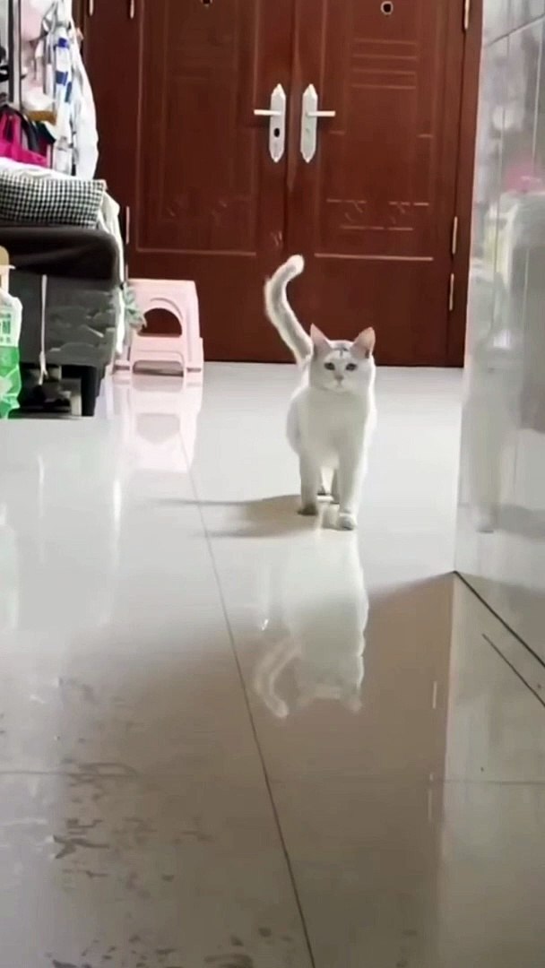 The Purr-fect Comedy Show: Cats in Action