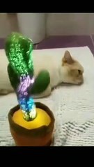 Cat-astrophic Comedy: When Cats Rule the Roost