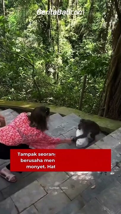 Duh! Tampak seorang wisatawan berusaha menarik tasnya dari seekor monyet yang melintas. Hati - hati semeton!