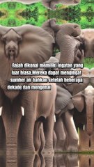 BERAGAM FAKTA UNIK BINATANG DI DUNIA