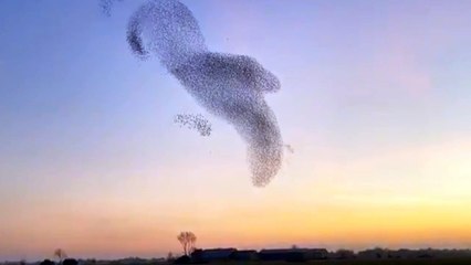 Beautiful Starlings | Meditation Relaxing Video | Amazing Nature Video in World