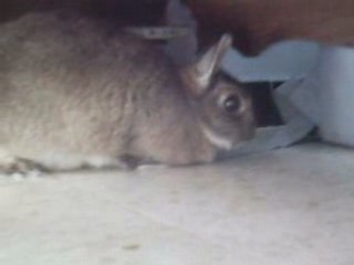 Noisette la magnifique (lapin nain powaaa!!!^^)