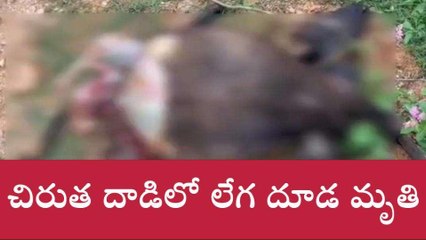 చిత్తూరు జిల్లా: రామకుప్పంలో చిరుత కలకలం.. లేగ దూడపై దాడి