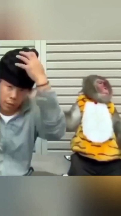 Funny Monkey video