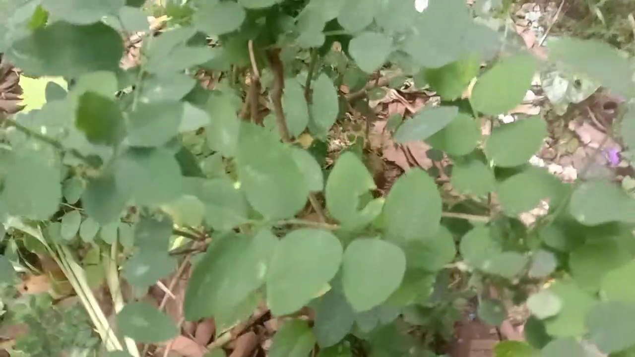 Katuk memperbanyak air susu ibu