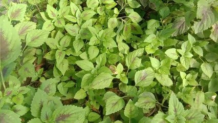 Bulunangko penurun kolesterol