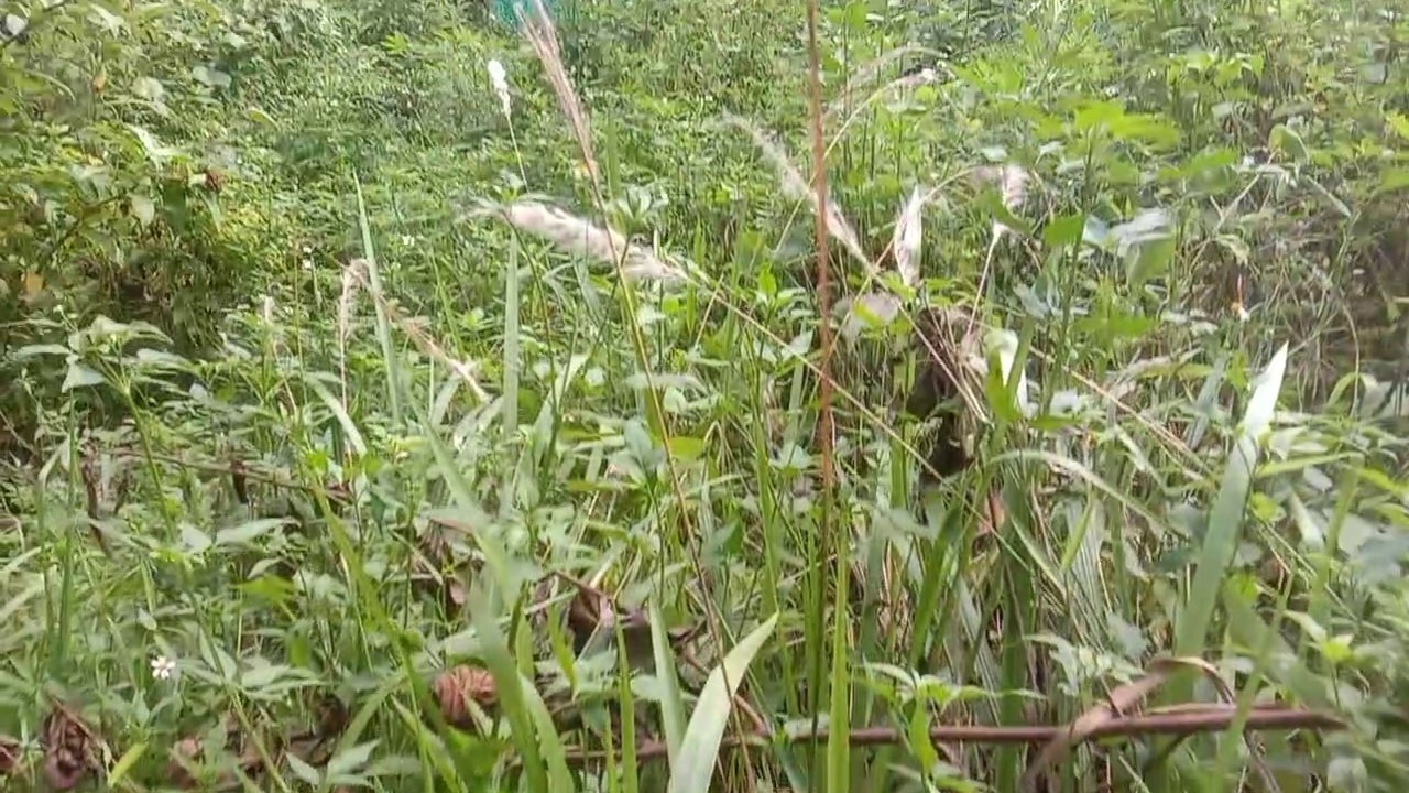 Akar Alang alang